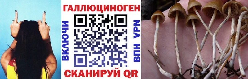 Псилоцибиновые грибы Psilocybine cubensis  где можно купить   Советский 